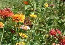 Butterfly on a flower in the butterfly garden