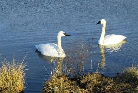 Captive Trumpeter Swans at Center